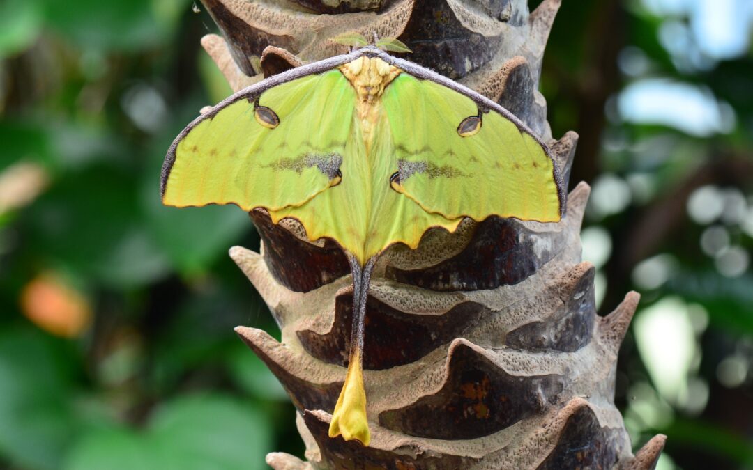 Papillon-Comète-de-Madagascar