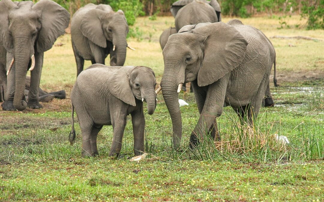 elephants-afrique-du-sud